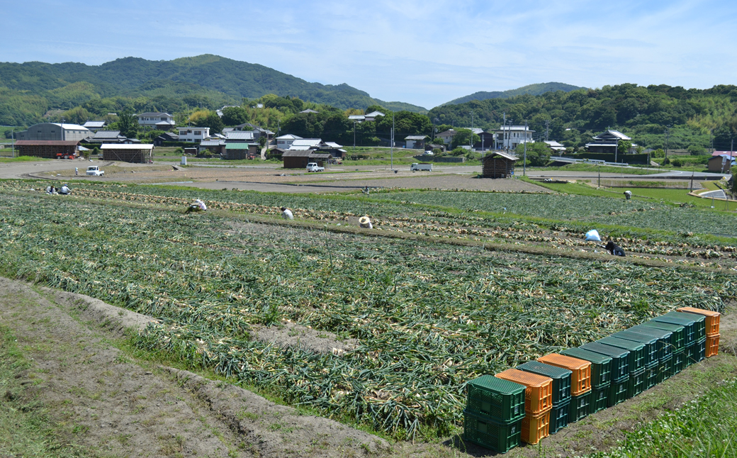 名手農園の淡路島特産玉ねぎ10kg　[たまねぎ 玉葱 ]