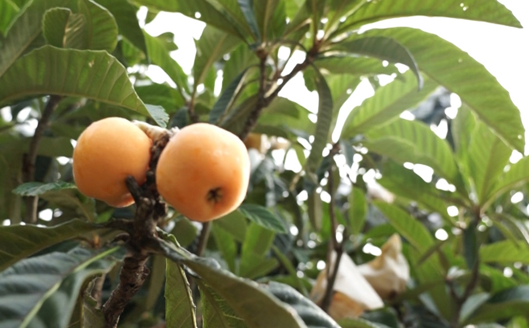 淡路島産びわ茶　5個