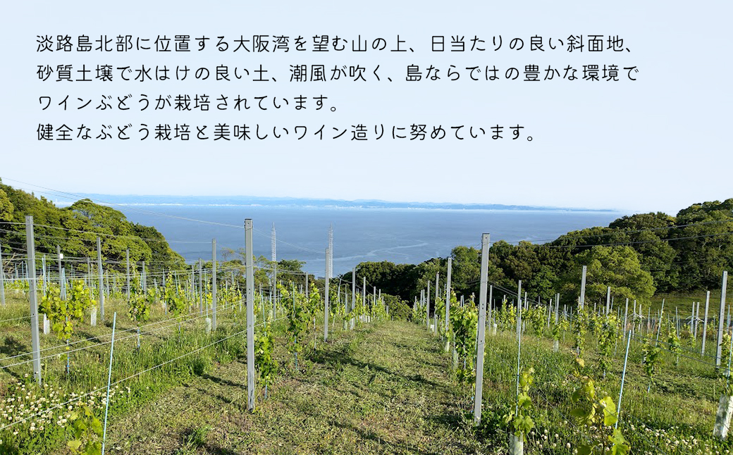 島薫るBlanc 2025 -デラウエアペティアン-　750ml 微発泡白ワイン 酸化防止剤無添加