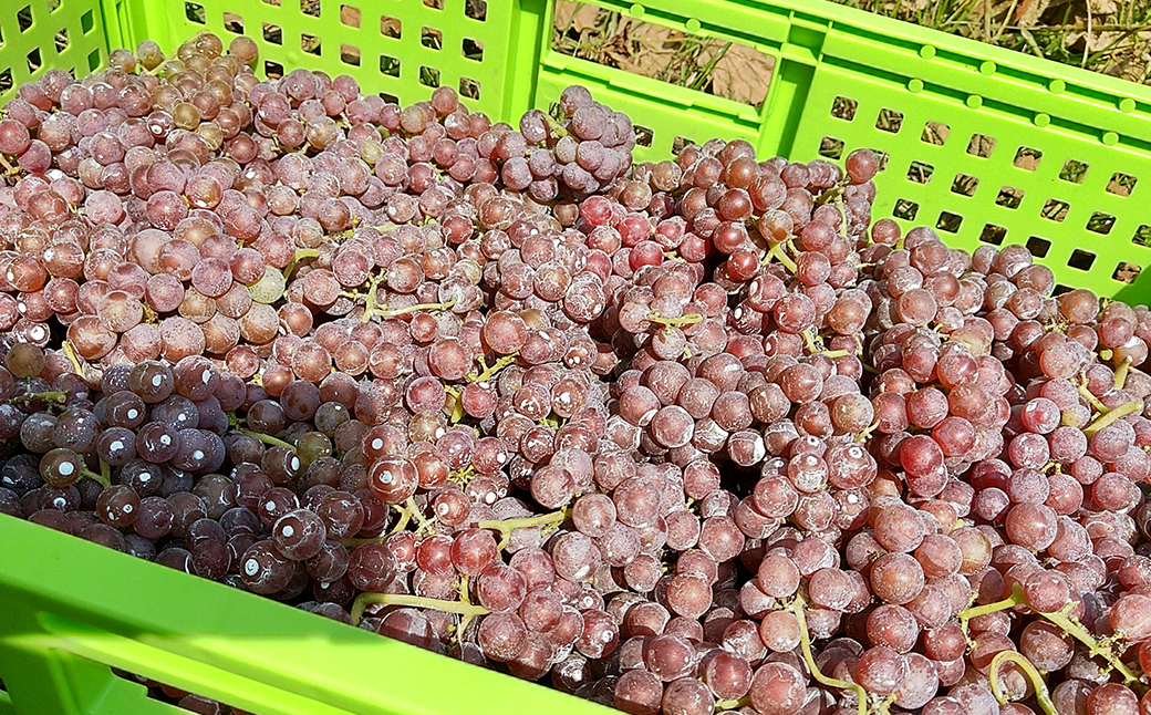 島薫るBlanc 2025 -デラウエアペティアン-　750ml 微発泡白ワイン 酸化防止剤無添加