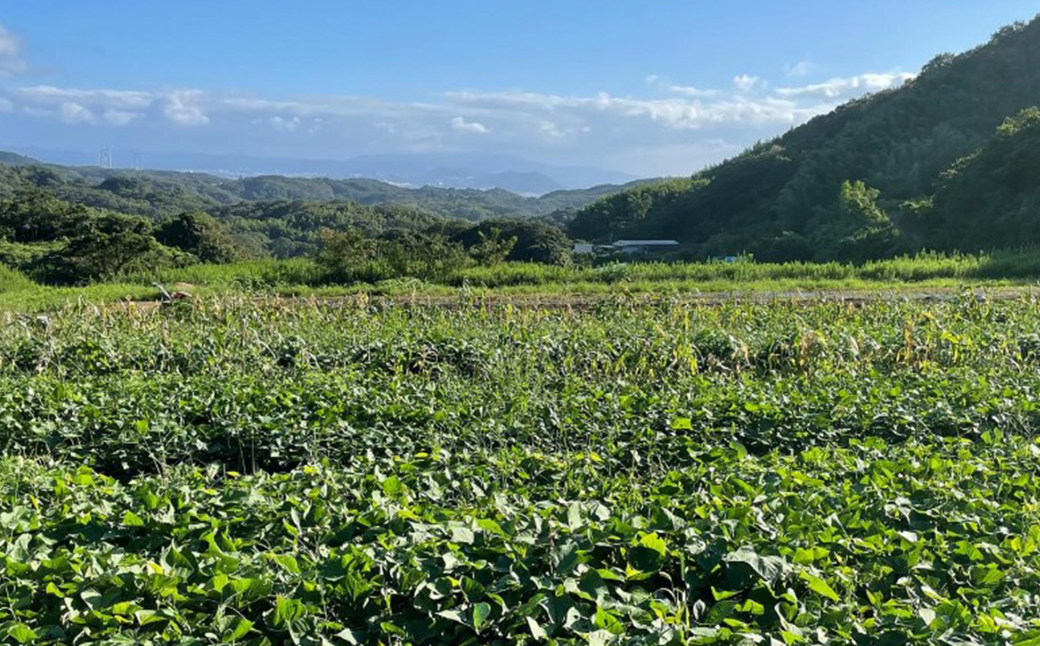 ãç£å°çŽéãå®çŽèïŒæ·¡è·¯å³¶ç£ïŒåä»ããçŽ5kgãäžæããæ œå¹æéäžã蟲è¬ã»ååŠè¥æäžäœ¿çšããã€ãŸãã