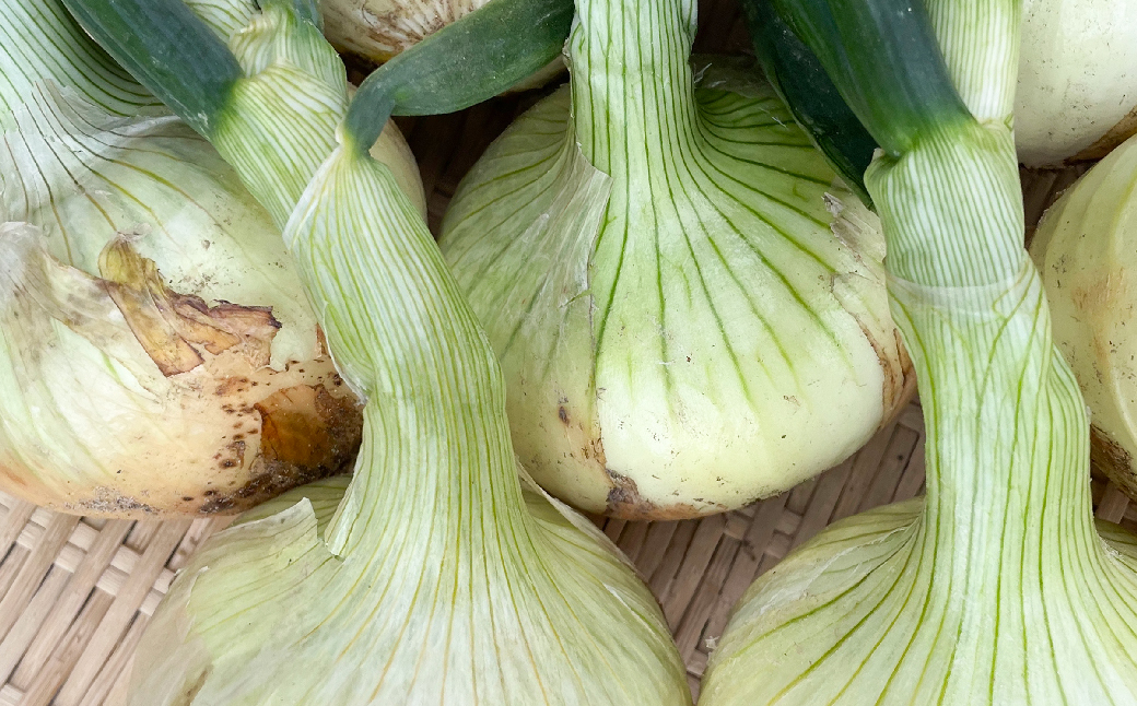 【新玉ねぎ】淡路島 池上農場の「あやたけ」5kg【発送時期：2026年3月下旬～5月頃】 玉ねぎ