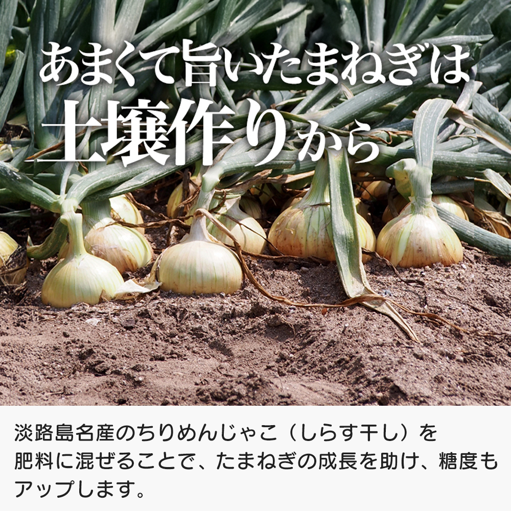 道の駅あわじ厳選新玉ねぎ５kg【発送時期2026年5月頃】 玉ねぎ
