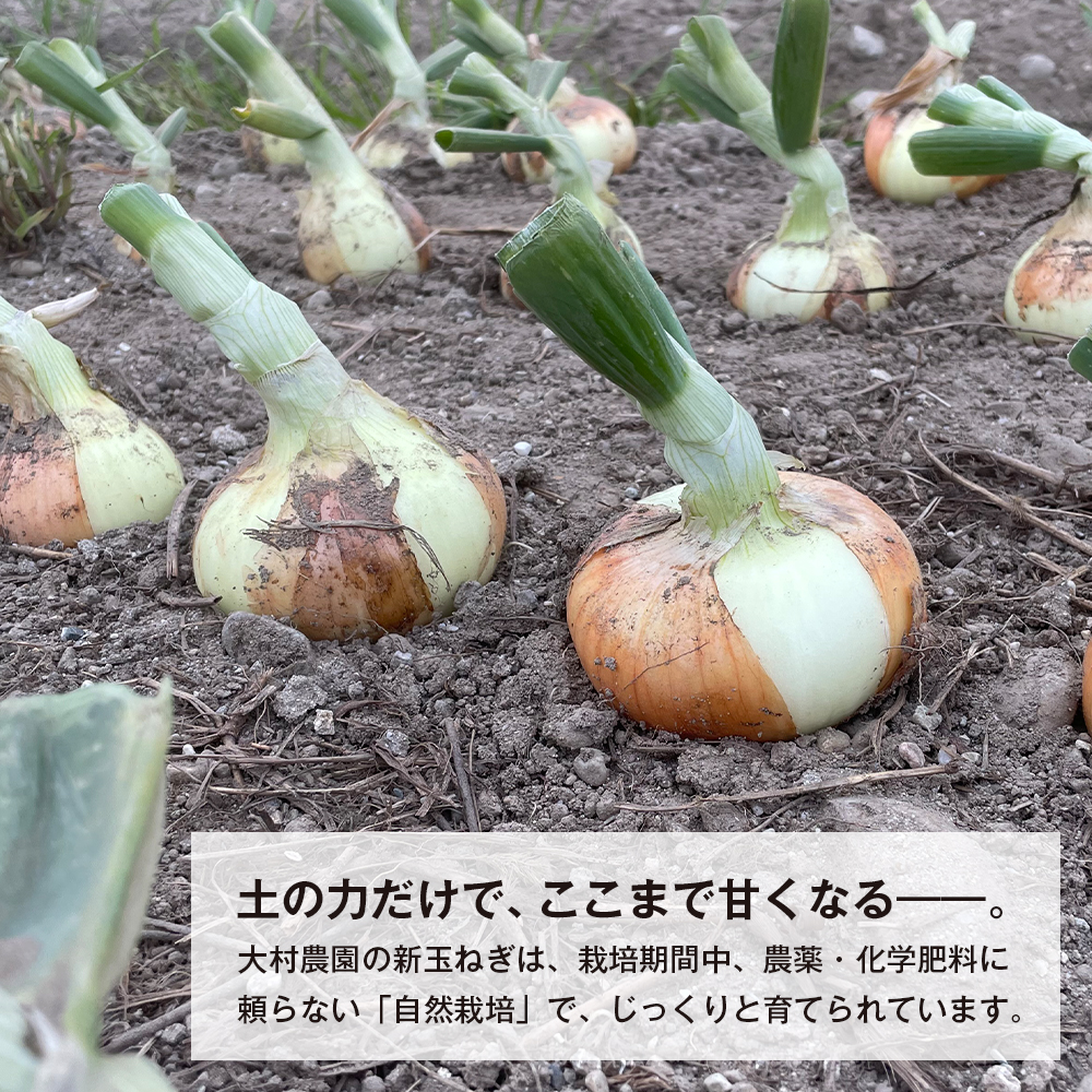 新玉ねぎ 自然栽培 4.5kg 玉ねぎ