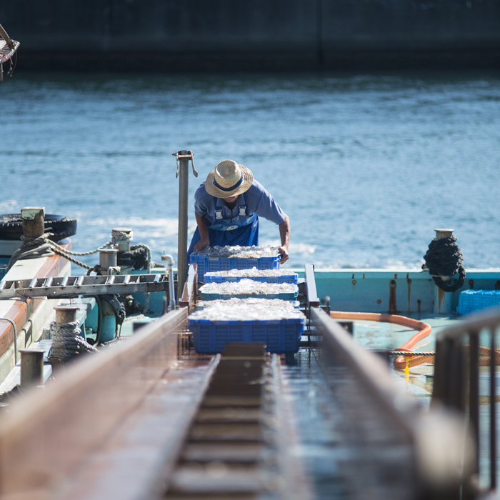 淡路島の生しらす沖漬け（50g×10パック入）