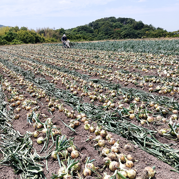 五斗長玉ねぎ 5kg　玉ねぎ