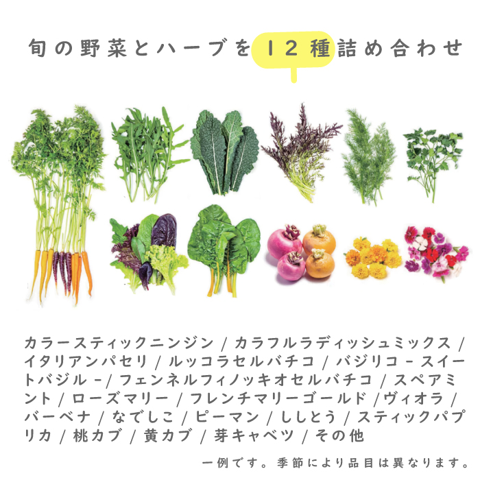 【定期便】彩り野菜と香るハーブセット　6回お届け　野菜