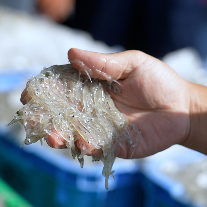 淡路島の生しらす沖漬け（50g×10パック入）