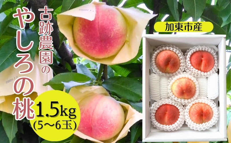 桃 加東市産 古跡農園の『 やしろの桃 』1.5kg（5～6玉）[ もも モモ 果物 フルーツ ]