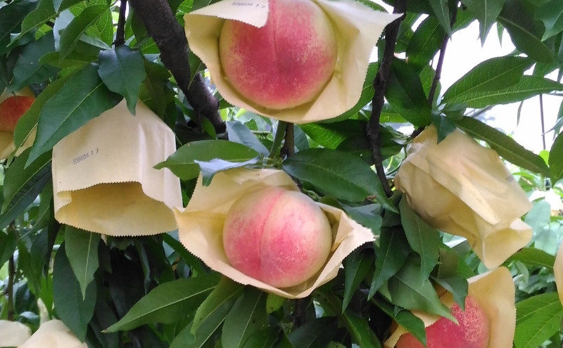 桃 加東市産 古跡農園の『 やしろの桃 』1.5kg（5～6玉）[ もも モモ 果物 フルーツ ]