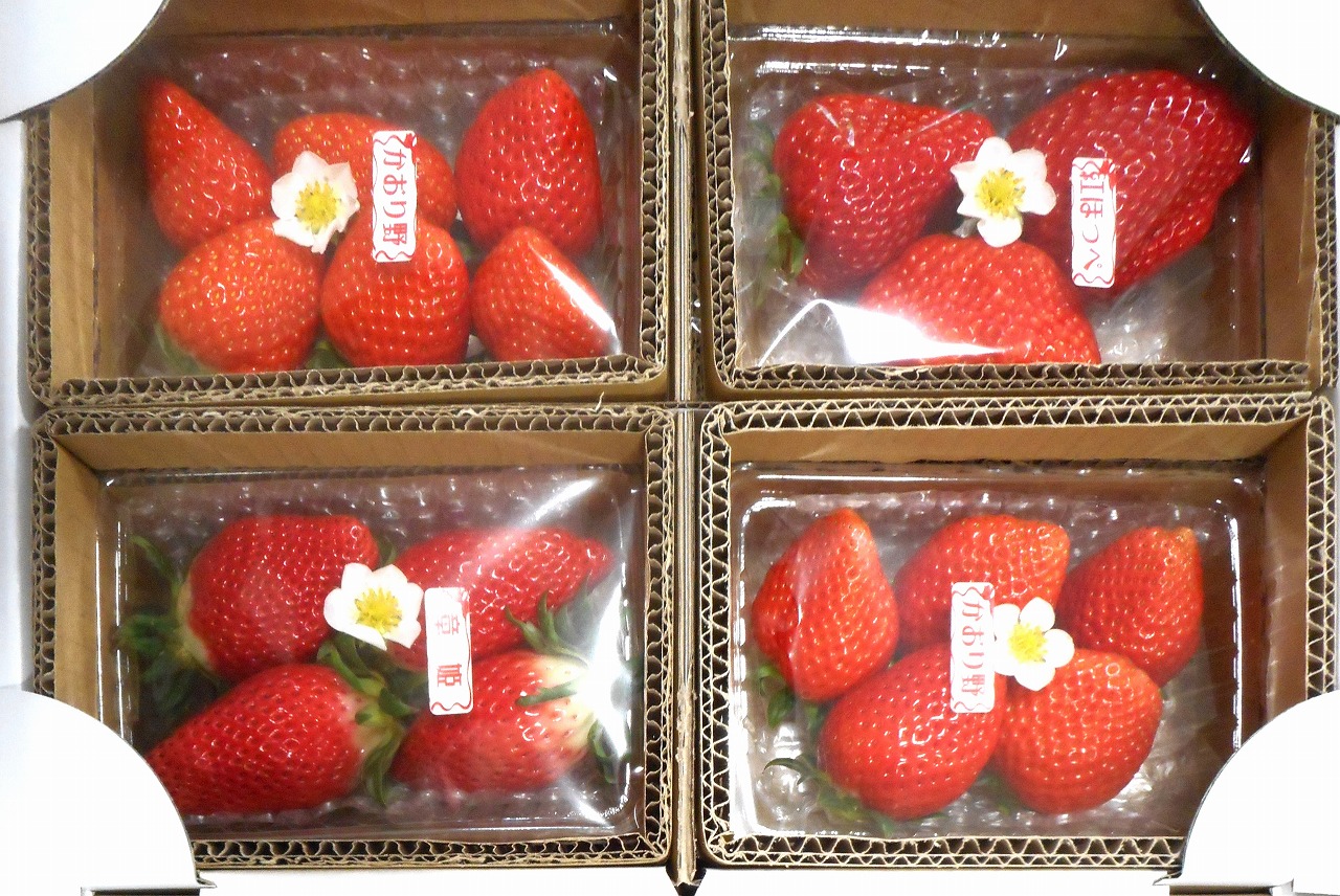 藤井悦雄さん生産の いちご 4パック [ フルーツ 果物 イチゴ 苺 ] ジャム ストロベリー