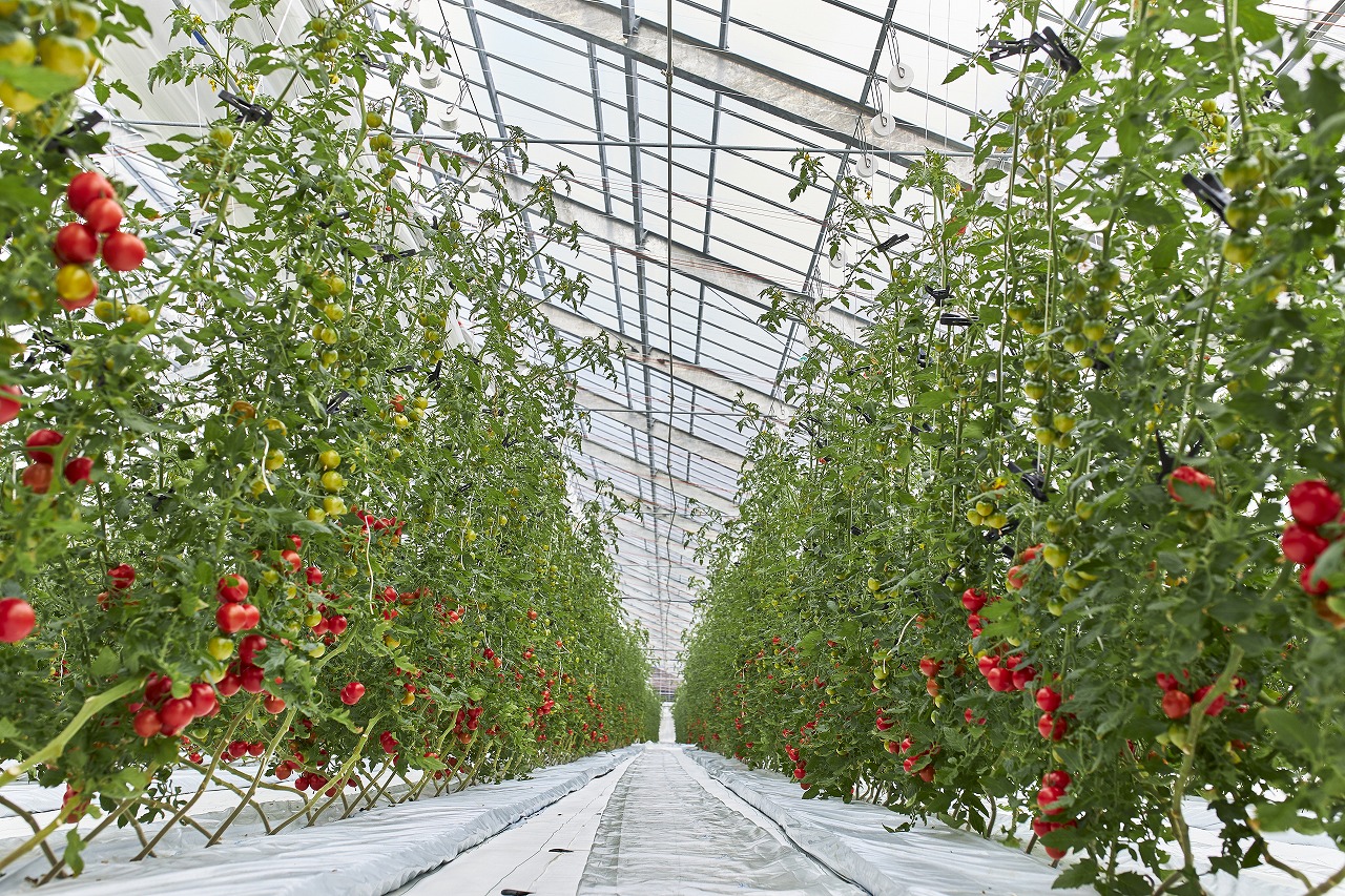 甘ほっぺの トマトジュース ・ ケチャップ ・ ジャム 3点セット[野菜 野菜ジュース ドリンク 調味料] 野菜飲料 加工品 濃厚 ピザソース トマト加工品 贈り物 ギフト 手土産 