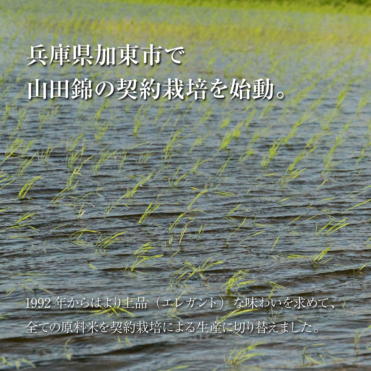 松の司 純米大吟醸 黒 720ml×2本 松瀬酒造 加東市産山田錦使用 化粧箱入[ フロンティア東条 日本酒 お酒 酒 四合瓶 贈答品  ] 晩酌 家飲み 華やかな吟醸香 繊細な味わい 