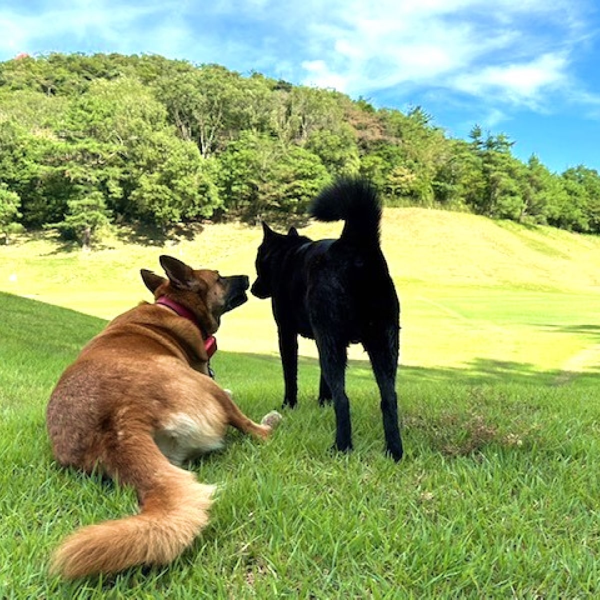 サンロイヤルゴルフクラブ 平日 1名様 プレー券 [ サンロイヤルGC ゴルフ 加東市 兵庫県 関西 ゴルフ場 ] ゴルフ場利用券 社会人 大人 趣味 スポーツ 美しいコース フラット ワイド 
