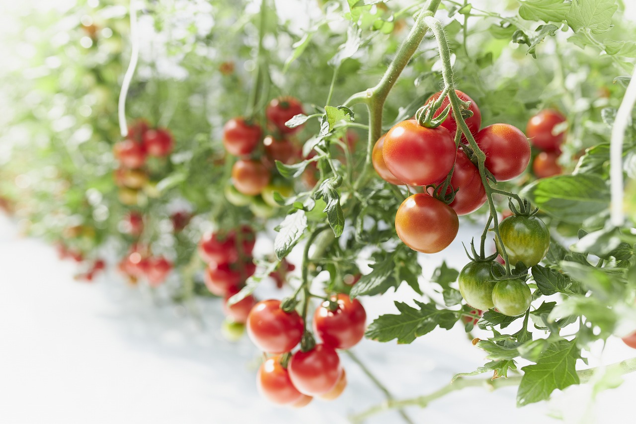 甘ほっぺの トマトジュース ・ ケチャップ ・ ジャム 3点セット[野菜 野菜ジュース ドリンク 調味料] 野菜飲料 加工品 濃厚 ピザソース トマト加工品 贈り物 ギフト 手土産 