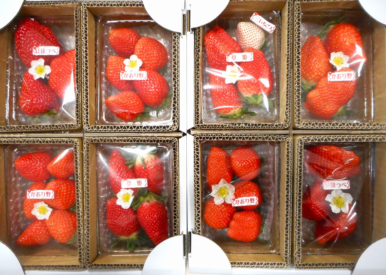 藤井悦雄さん生産の いちご 8パック [ フルーツ 果物 イチゴ 苺 ] ジャム ストロベリー