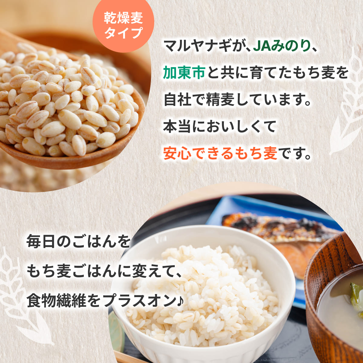 兵庫育ちの もち麦 10kg [国産 キラリモチ 食物繊維 ] 雑穀 モチ麦 