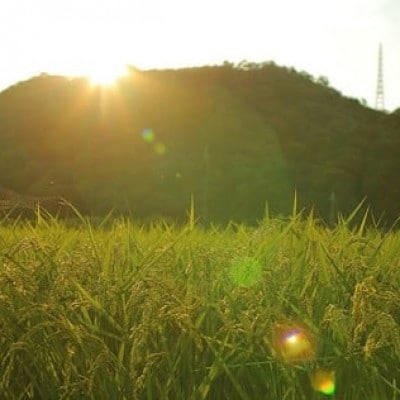 【毎月定期便】猪名川町のお米・キヌヒカリ(玄米)20kg×全4回【4085208】