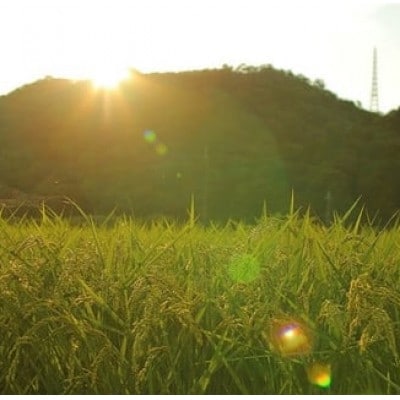 【毎月定期便】猪名川町のお米・キヌヒカリ(玄米)30kg×全2回【4086361】