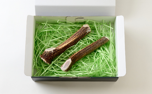 【小型〜中型犬向け】鹿の角Mサイズ丸々1本×2本(小型〜中型犬用約15cm2本)【1596498】