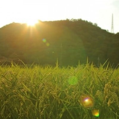 【毎月定期便】猪名川町のお米・キヌヒカリ(玄米)20kg×全5回【4084791】