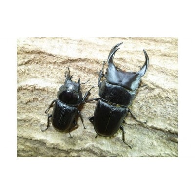 国産オオクワガタ成虫ペア飼育セット付き【1506078】