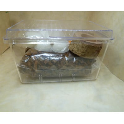 ダイトウヒラタクワガタ成虫ペア飼育セット付【1513604】