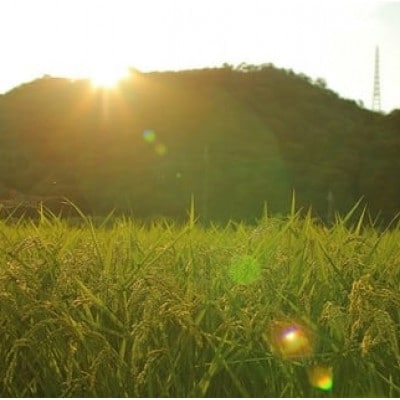 【毎月定期便】猪名川町のお米・コシヒカリ(精米)約9kg×全5回【4084805】