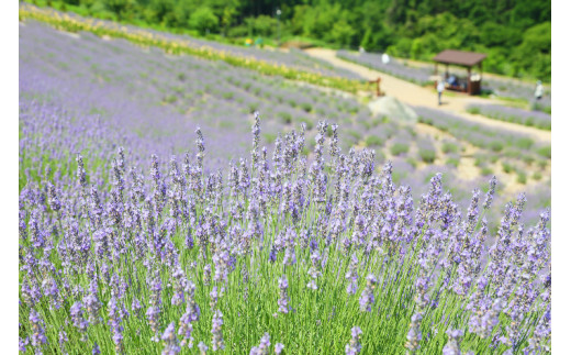 ラベンダー癒しの安眠セットＡ[467]