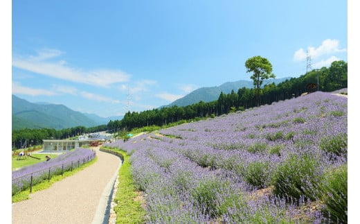 ラベンダー癒しの安眠セットＡ[467]