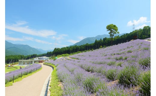 ラベンダーの贈り物[072]