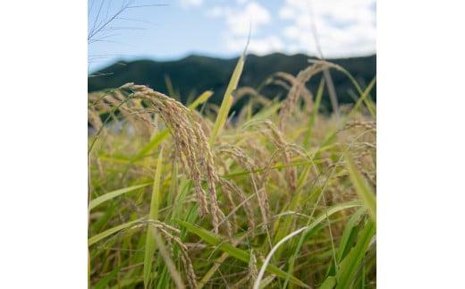 玄米 お米 30kgコシヒカリ 兵庫県多可町産 [1294]