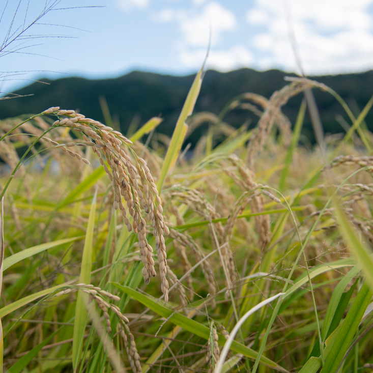【定期便】令和７年産 お米 ５kg×３回 コシヒカリ 精米 兵庫県多可町産 [1238]