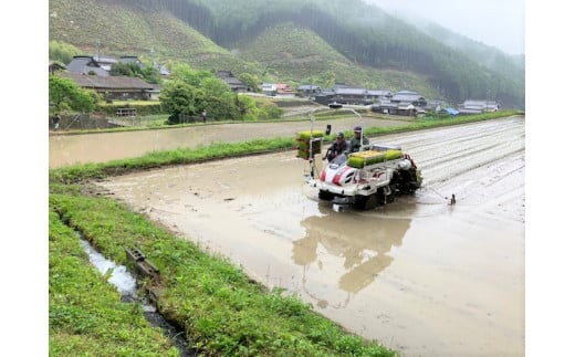 令和７年産 お米 10kg 5kg×2 コシヒカリ 精米 兵庫県多可町産 [1220]