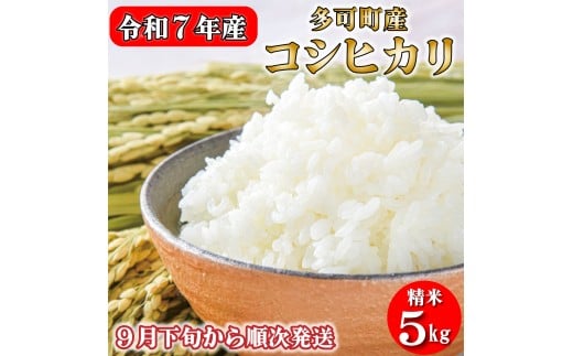 令和７年産 お米 5kg コシヒカリ 精米 兵庫県多可町産 [1198]