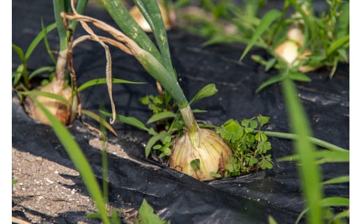 【季節限定】伝統野菜と在来種のピュアオーガニック野菜セット４か月定期便[1181]