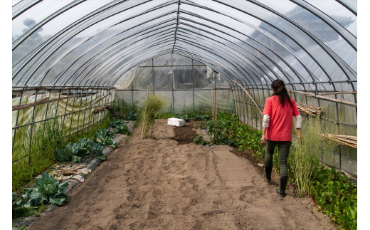 【季節限定】伝統野菜と在来種のピュアオーガニック野菜セット４か月定期便[1181]