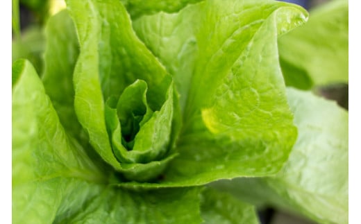 【季節限定】伝統野菜と在来種のピュアオーガニック野菜セット４か月定期便[1181]