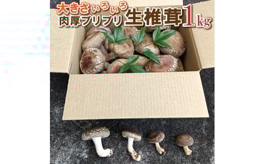 大きさいろいろ 肉厚プリプリ生椎茸1kg [1130]