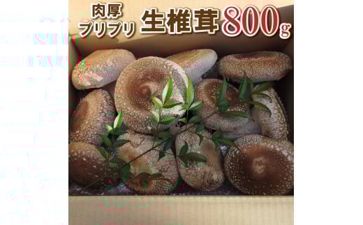 大きな椎茸 肉厚プリプリ生椎茸 800g！[672] しいたけ シイタケ