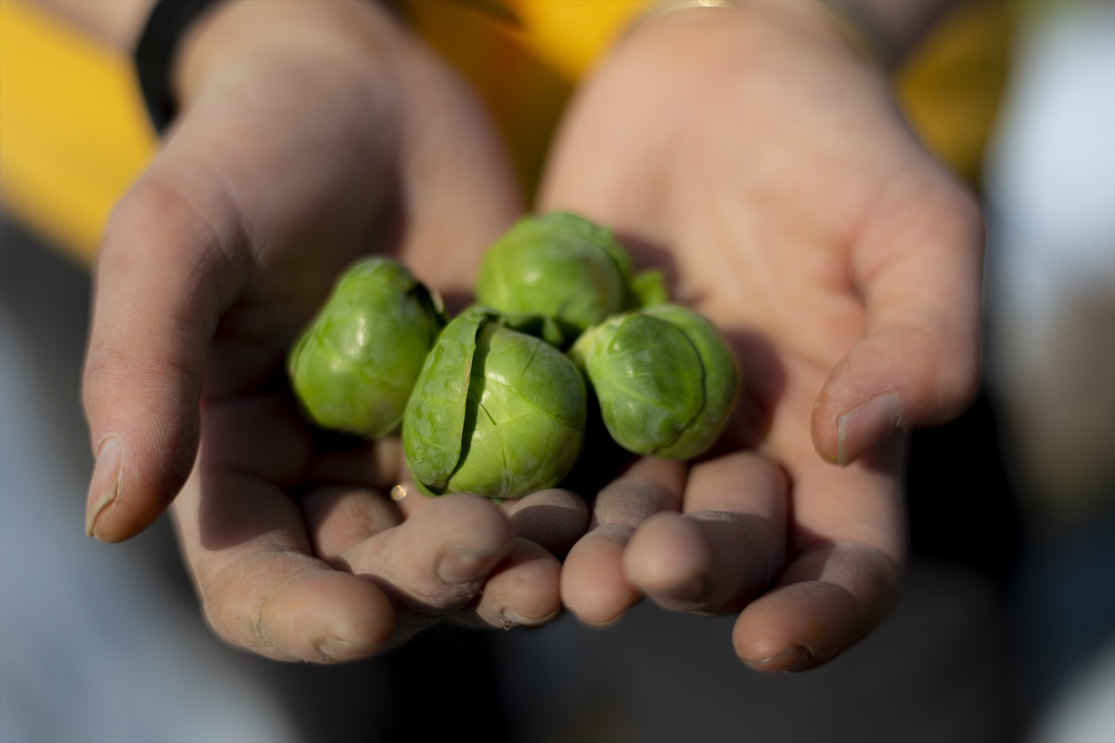 農場なつめやし　旬の野菜セット（栽培期間中、農薬・化学肥料不使用）[814]