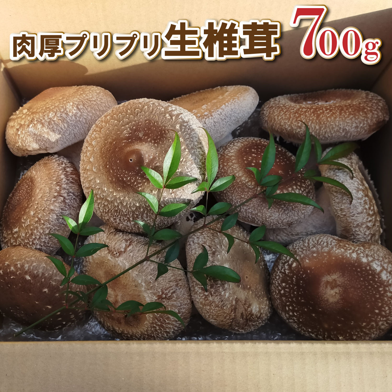 肉厚プリプリ生椎茸 700g！[672]