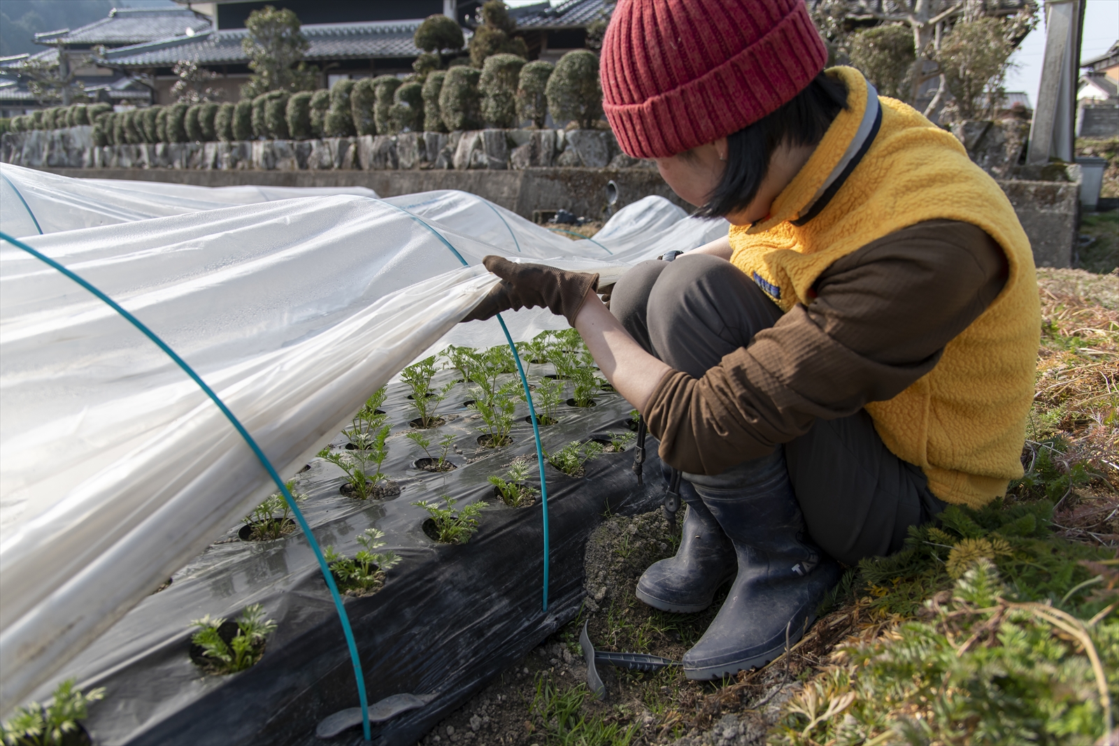 農場なつめやし　旬の野菜セット（栽培期間中、農薬・化学肥料不使用）[814]