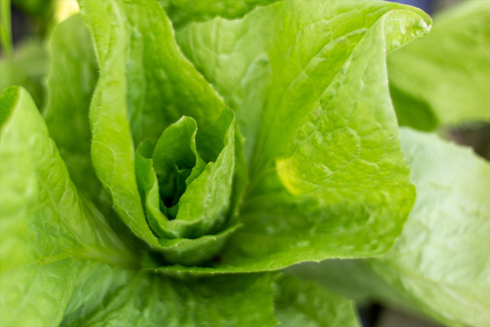 【最優秀賞受賞！甘味＆栄養】有機JAS認証の無農薬、チヨちゃんの野菜８ヶ月定期[958]