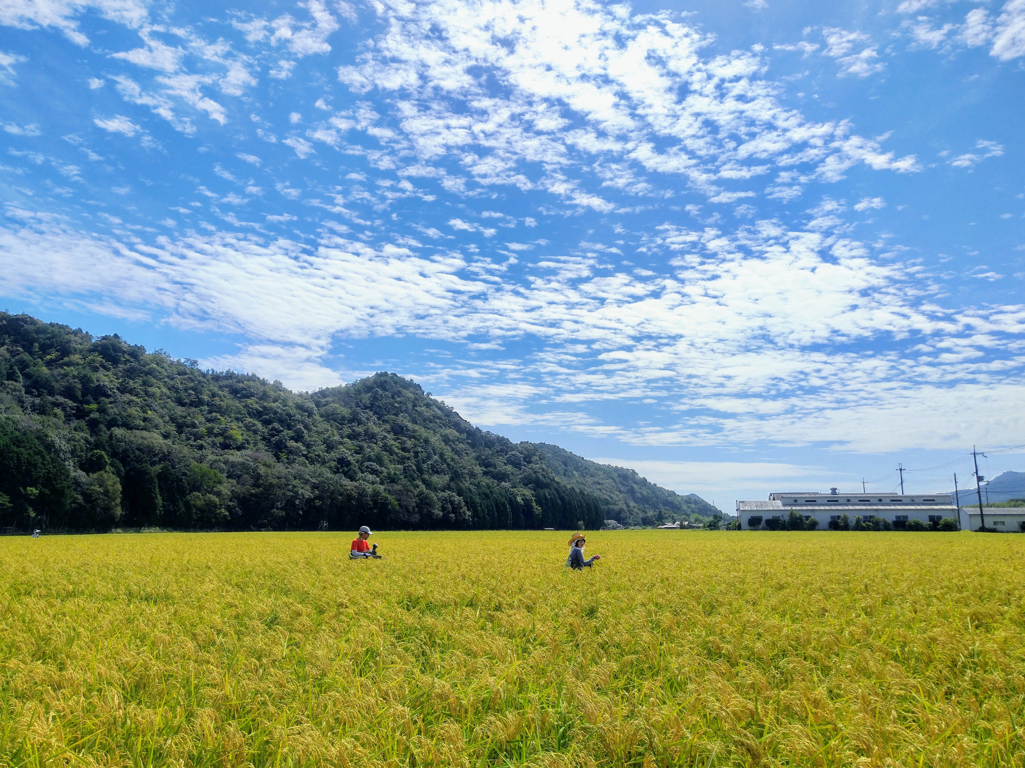 若づる米粉（無農薬の山田錦の米粉）2.7kg[1125]