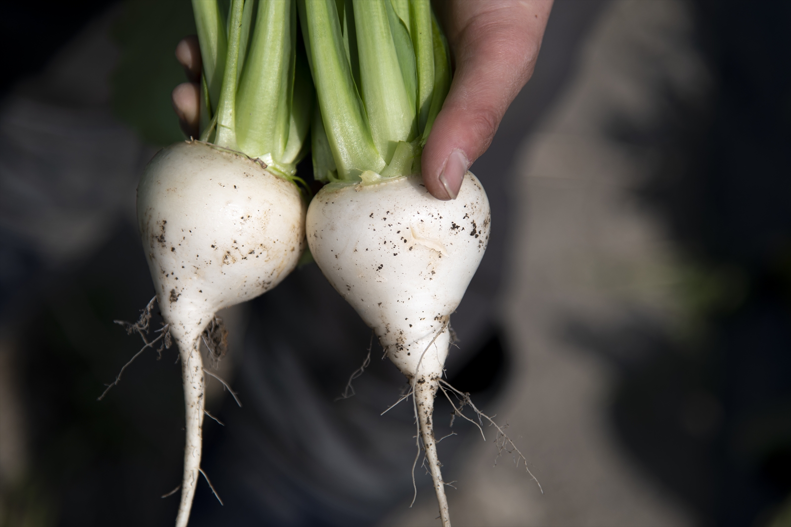 農場なつめやし　旬の野菜セット（栽培期間中、農薬・化学肥料不使用）[814]