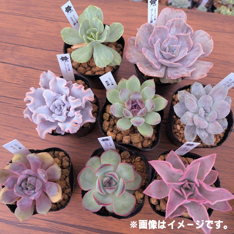 多肉植物ポット苗 ８個セット [1226]
