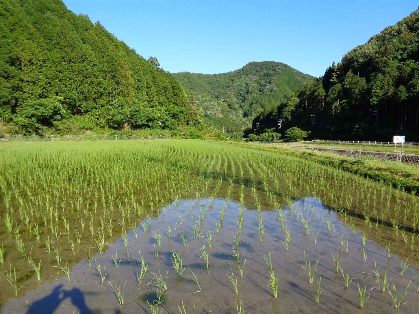 アイガモ農法で栽培した無農薬・有機栽培米５kg[800]