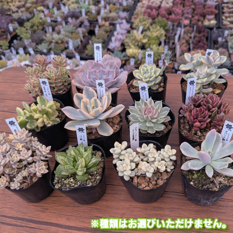 多肉植物ポット苗の錦（斑入り）10個セット [1227]