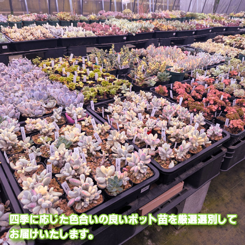 多肉植物ポット苗 ８個セット [1226]